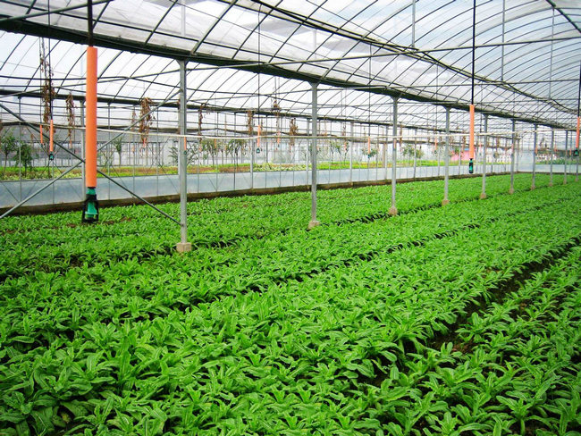 花卉溫室大棚設(shè)計(jì)要符合哪些原則