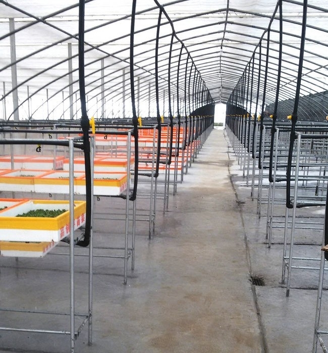 芽苗菜生長必須的條件有哪些？